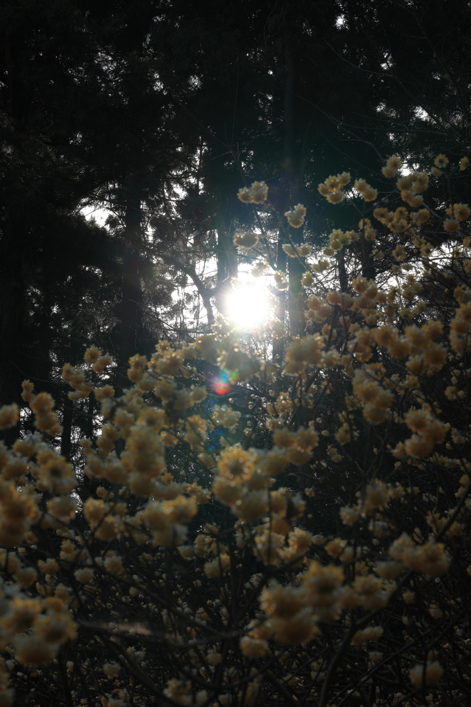 ミツマタ桃源郷Ⅰ