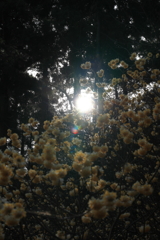 ミツマタ桃源郷Ⅰ