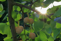 まだ蒼い銀杏と太陽