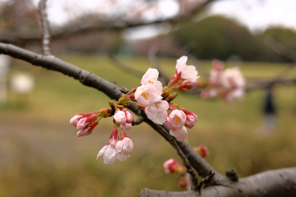 染井吉野