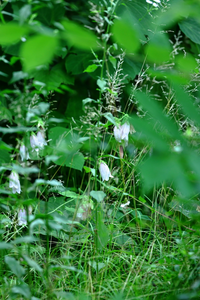 ひっそりとホタルブクロ