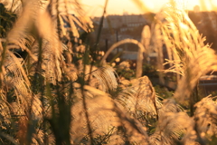 10/30金色の記憶Ⅰ