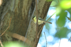 新緑のシジュウカラ