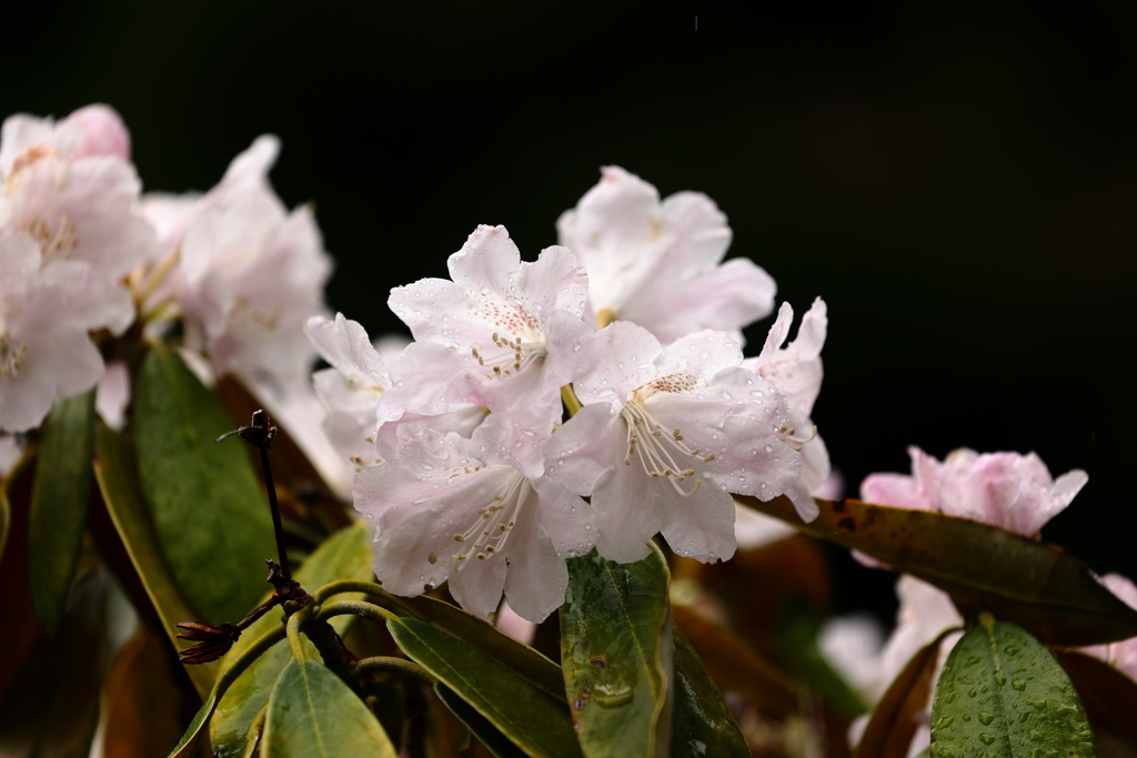 雨　石楠花　白