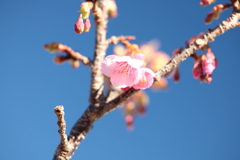 土肥桜一輪
