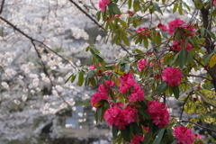 石楠花