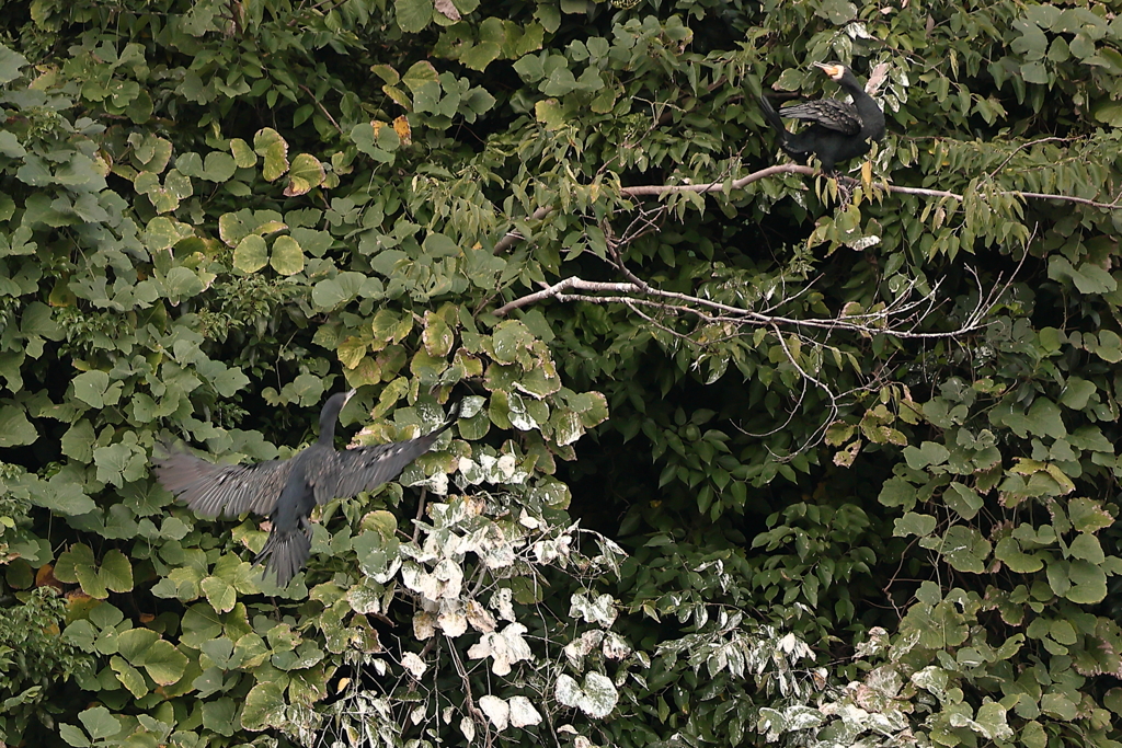 コミュニケーション