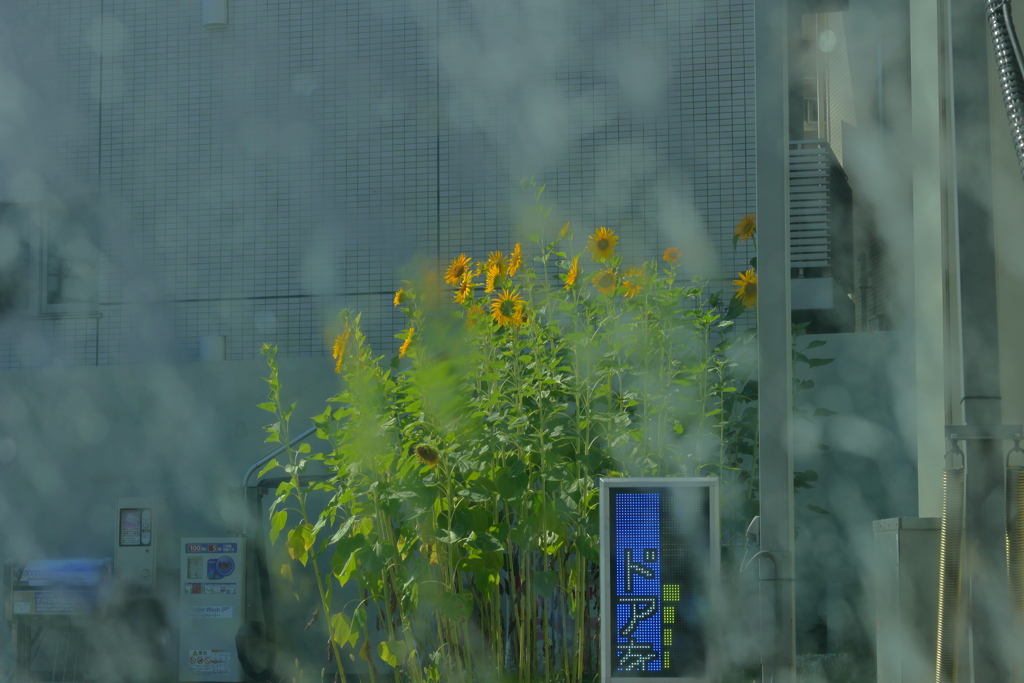 洗車機越しの夏