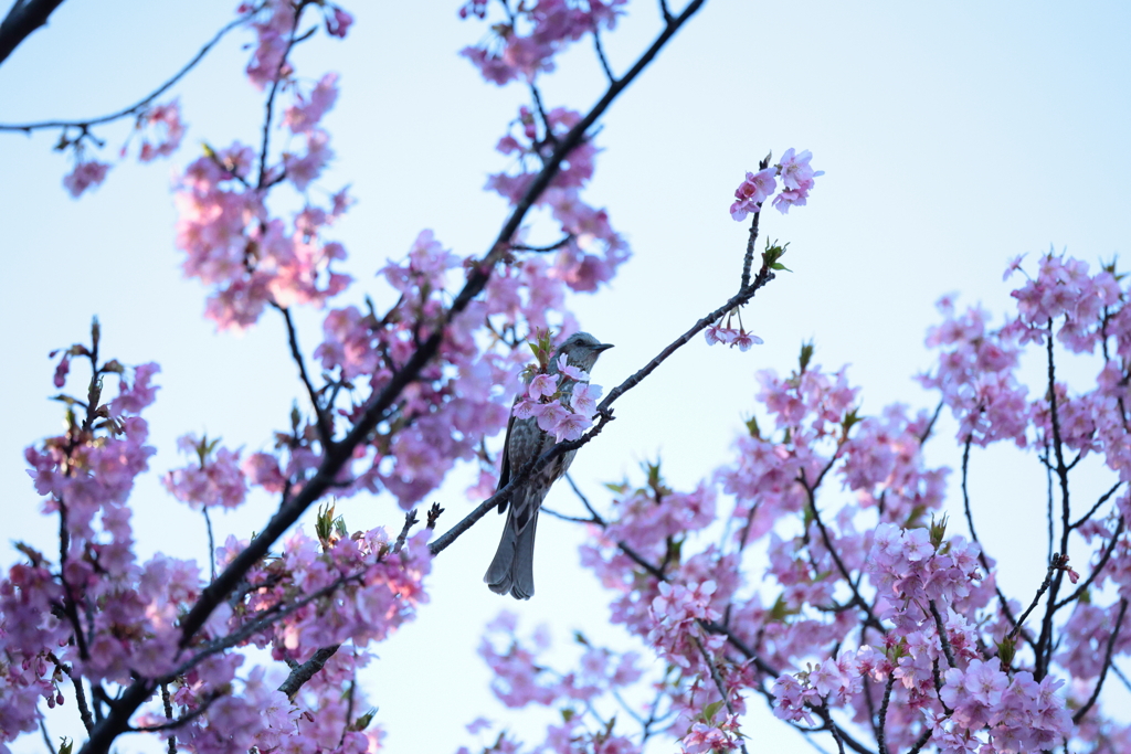 桜をまとったヒヨドリさん