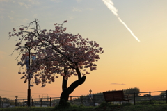 八重桜に飛行機雲 夕方