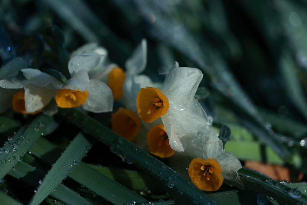 瀕死のスイセン