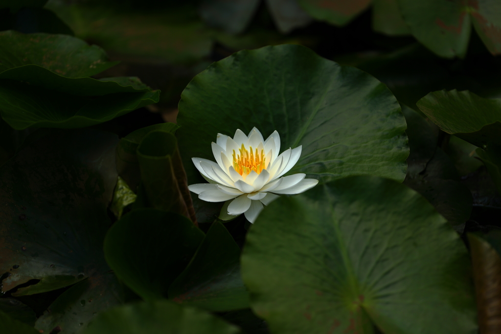 花の寺Ⅰ