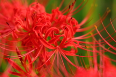 彼岸花１