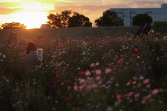 コスモス畑の夕暮れ