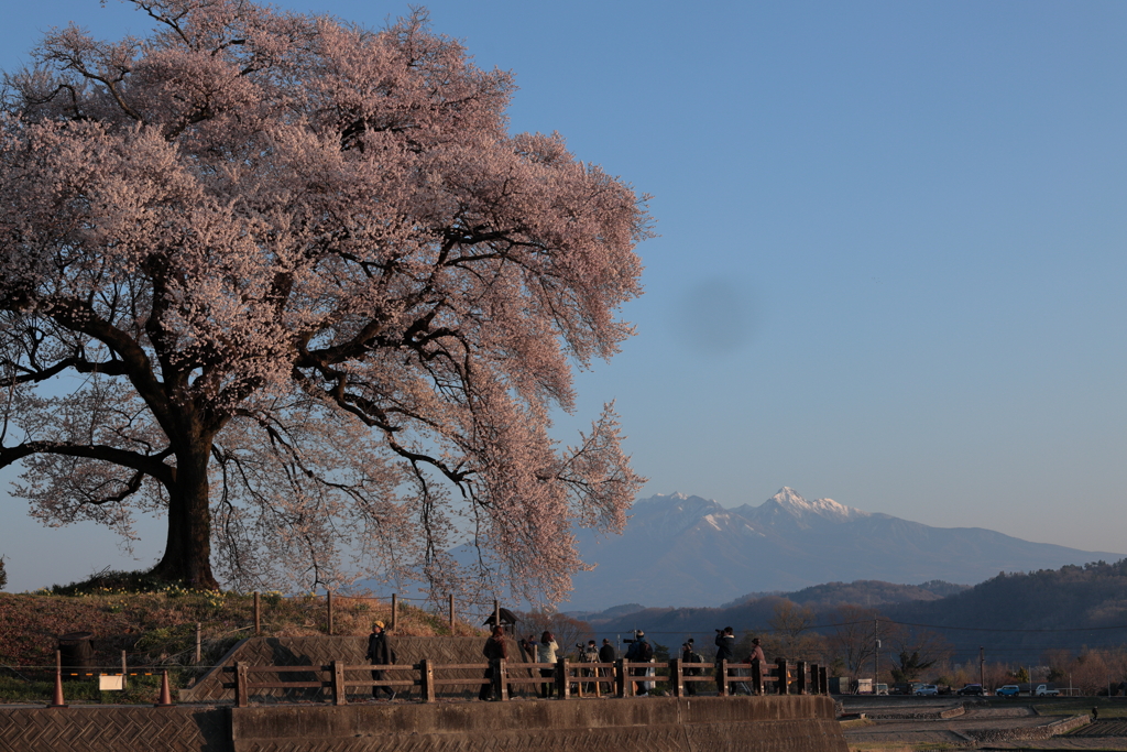 わに塚の桜