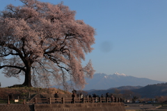 わに塚の桜