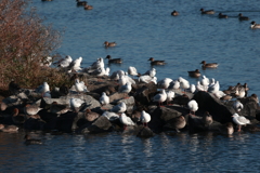 日向ぼっこするシロカモメ