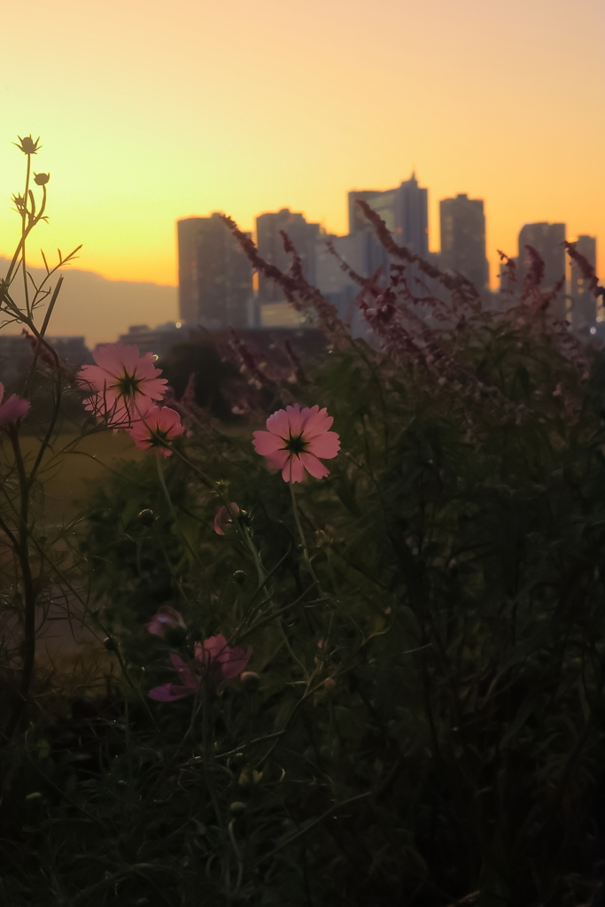 土手際のコスモス