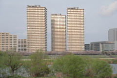 金色に光る