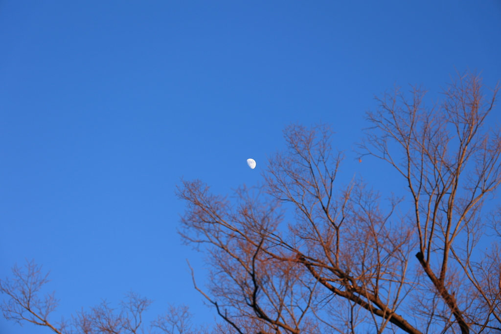 月と赤く燃える枝