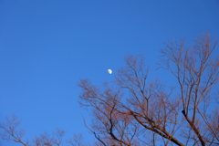 月と赤く燃える枝