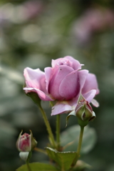 横浜薔薇散歩１