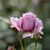 横浜薔薇散歩１
