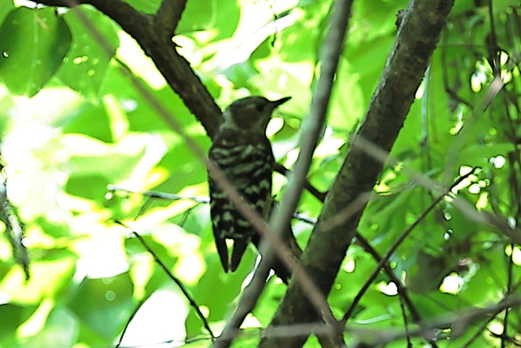 アマピエ？いえ、コゲラです