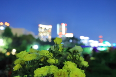 Roses in night parkⅠ