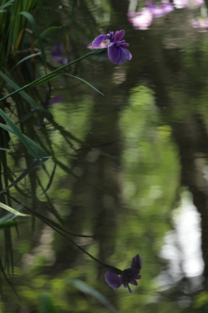 花菖蒲Ⅱ