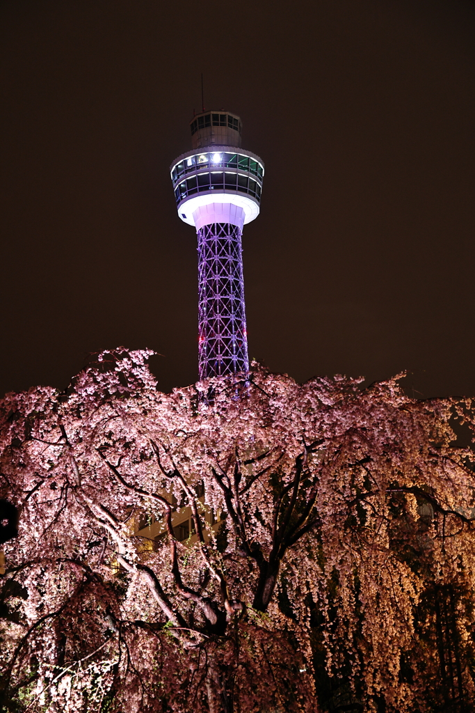 雨　しだれ桜
