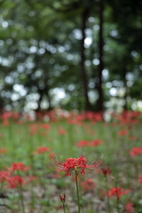 村上緑地公園240916_3