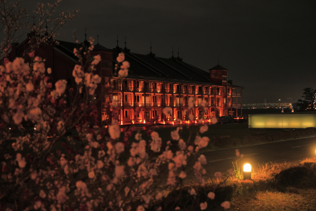 よこはま夜桜Ⅱ