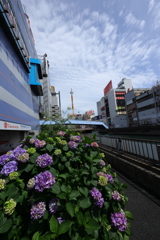 幸橋