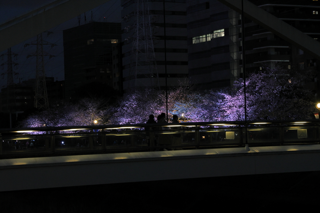 夜桜さんぽ（2／4）