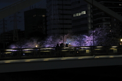 夜桜さんぽ(2/4)