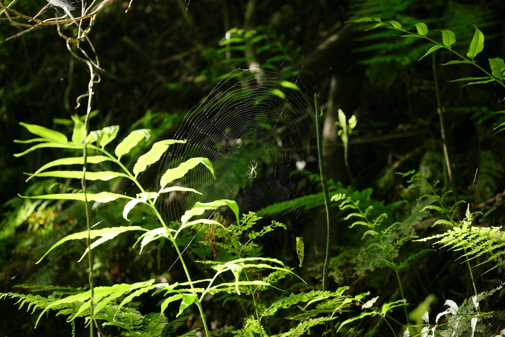 朝の蜘蛛