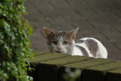 さくらねこさん