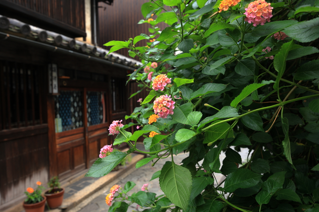 港町のランタナ