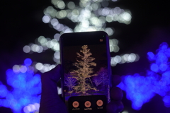 掌の中のツリー