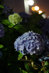 Hydrangea in night park