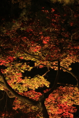 三渓園ライトアップⅡ