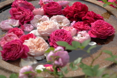 横浜薔薇散歩３