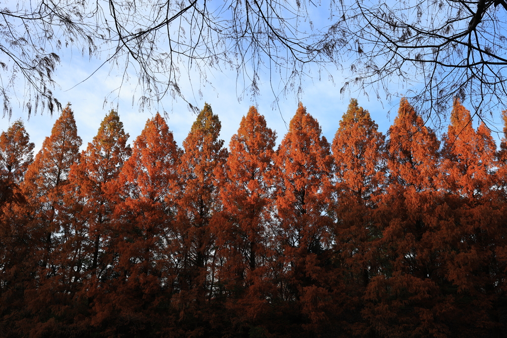 メタセコイヤ並木