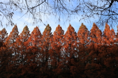 メタセコイヤ並木