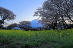 刈宿の下馬桜