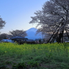 刈宿の下馬桜