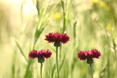 ヤグルマギクⅠ