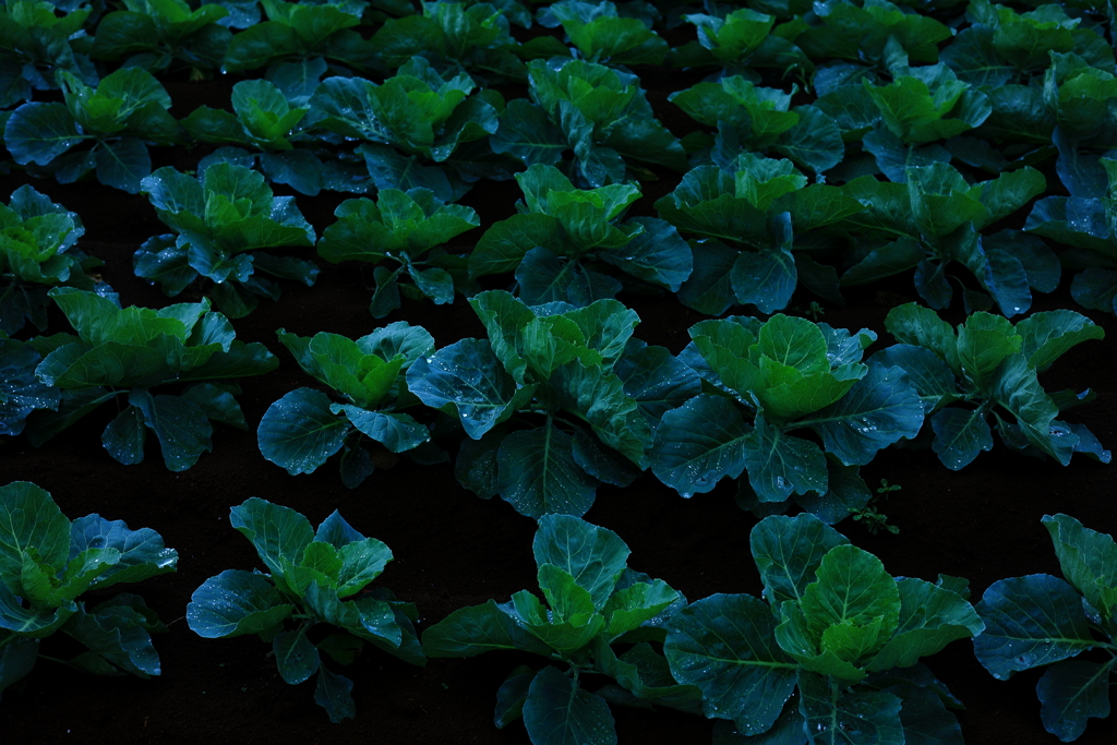 雨上がりキャベツ群