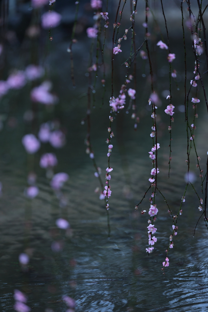 雨のしだれ梅